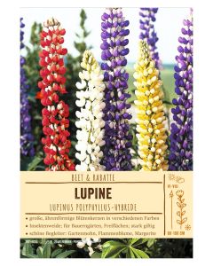 Sortenschild, Lupinus Polyphyllus-Hybr.