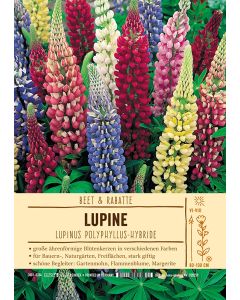 Sortenschild, Lupinus Polyphyllus