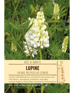 Sortenschild, Lupinus Polyphyllus