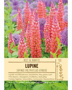 Sortenschild, Lupinus Polyphyllus