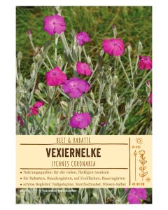 Sortenschild, Lychnis coronaria