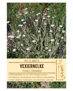 Sortenschild, Lychnis coronaria