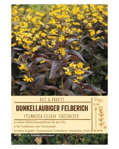 Sortenschild, Lysimachia ciliata 'Firecracker'