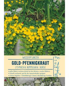 Sortenschild, Lysimachia nummularia 'Aurea'