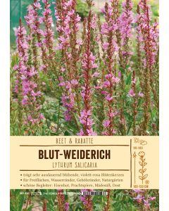 Sortenschild, Lythrum salicaria