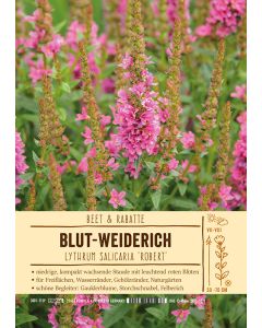 Sortenschild, Lythrum salicaria 'Robert'