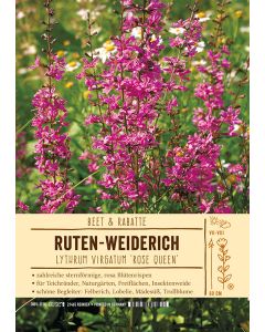 Sortenschild, Lythrum virgatum 'Rose Queen'
