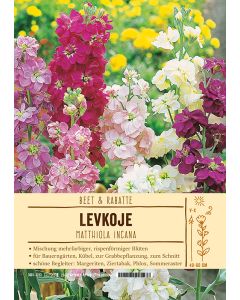 Sortenschild, Matthiola incana