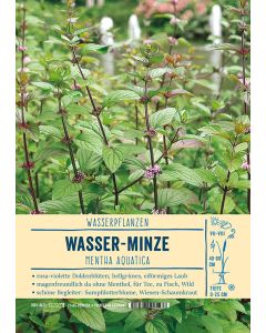Sortenschild, Mentha aquatica