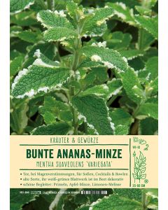 Sortenschild, Mentha suav. 'Variegata'