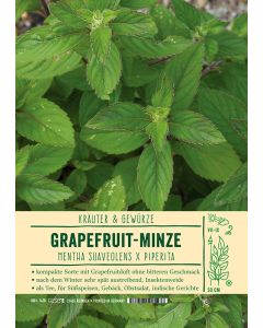 Sortenschild, Mentha suaveolens x piperita