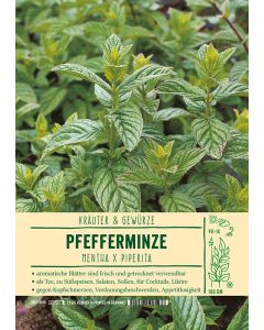 Sortenschild, Mentha x piperita