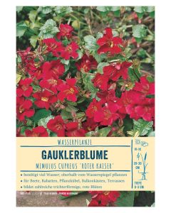 Sortenschild, Mimulus cupreus 'Roter Kaiser'