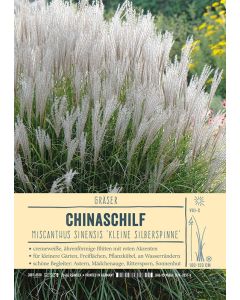Sortenschild, Miscanthus sinensis 'Kleine Silberspinne'