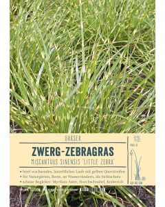 Sortenschild, Miscanthus sinensis 'Little Zebra'