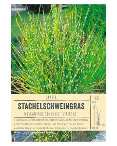 Sortenschild, Miscanthus sinensis 'Strictus'