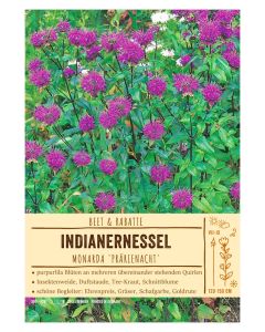 Sortenschild, Monarda Fistul. 'Pr?rienacht'