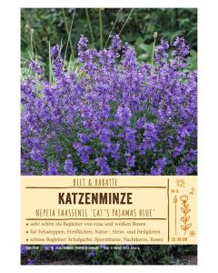 Sortenschild, Nepeta faassenii 'Cat’s Pajamas Blue'