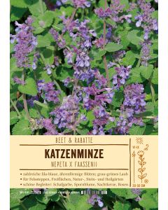 Sortenschild, Nepeta x faassenii