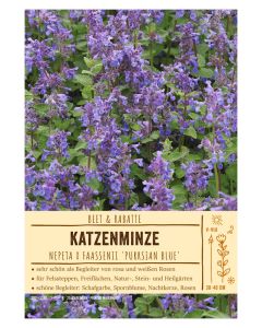 Sortenschild, Nepeta x faassenii 'Purrsian Blue'