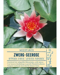 Sortenschild, Nymphaea Hybride 'Laydekeri Purpurata'