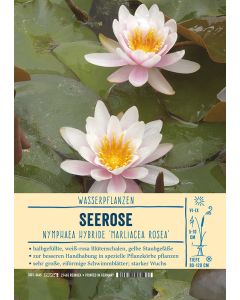 Sortenschild, Nymphaea Hybride 'Marliacea Rosea'