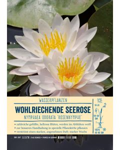Sortenschild, Nymphaea odorata 'Rosennymphe'