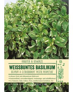Sortenschild, Ocimum x cit. 'Pesto Perpetuo'