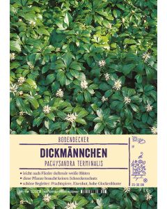 Sortenschild, Pachysandra terminalis