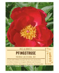Sortenschild, Paeonia lactiflora