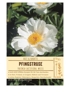 Sortenschild, Paeonia lactiflora