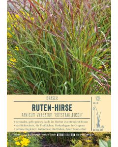 Sortenschild, Panicum virgatum 'Rotstrahlbusch'