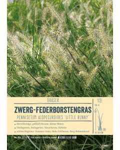 Sortenschild, Pennisetum alopecuroides 'Little Bunny'