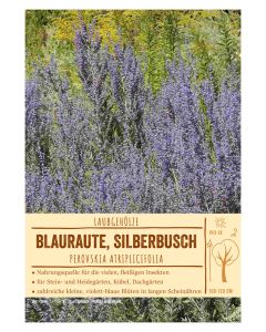 Sortenschild, Perovskia atriplicifolia