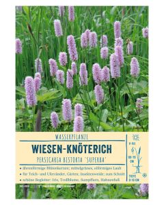Sortenschild, Persicaria bistorta 'Superba'