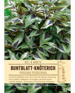 Sortenschild, Persicaria Microcephala