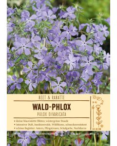 Sortenschild, Phlox divaricata