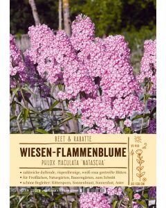 Sortenschild, Phlox Maculata-Hybride 'Natascha'