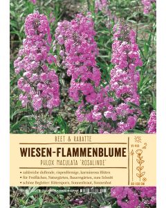 Sortenschild, Phlox Maculata-Hybride 'Rosalinde'