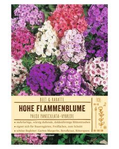 Sortenschild, Phlox paniculata-Hybr.