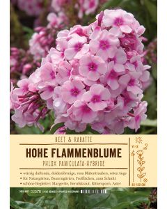 Sortenschild, Phlox Paniculata-Hybride
