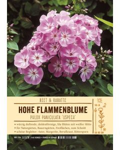 Sortenschild, Phlox Paniculata-Hybride 'Uspech'