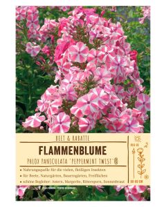 Sortenschild, Phlox paniculata 'Peppermint Twist'®