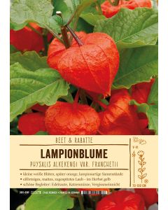 Sortenschild, Physalis alkekengi var. franchetii