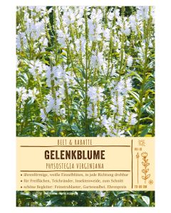 Sortenschild, Physostegia virginiana