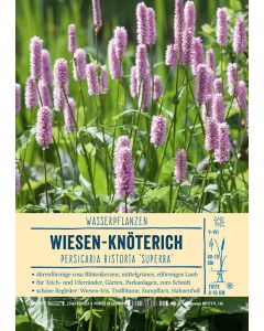 Sortenschild, Polygonum bistorta 'Superbum'