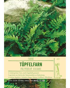 Sortenschild, Polypodium vulgare