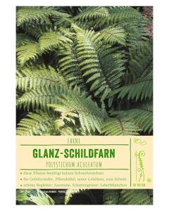 Sortenschild, Polystichum aculeatum
