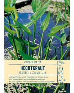 Sortenschild, Pontederia cordata 'Alba'