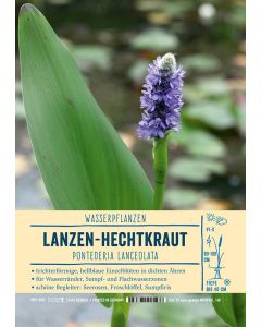 Sortenschild, Pontederia lanceolata